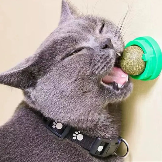 Boule d'Herbe pour chats