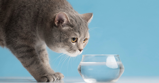 british shorthair buvant de l'eau dans un petit vase